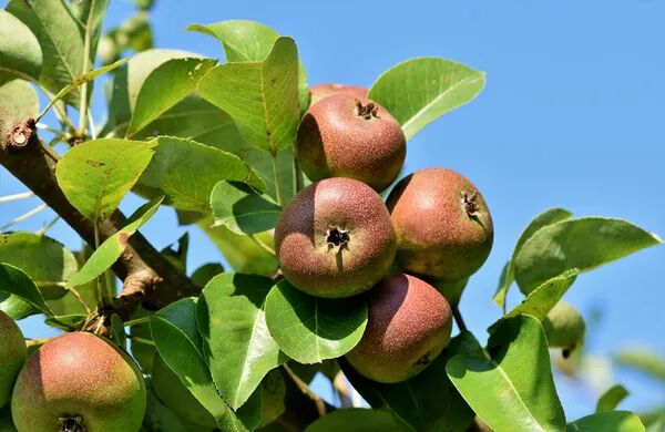 Pépins ou noyaux ? On ne taille pas tous les arbres fruitiers de la même façon 