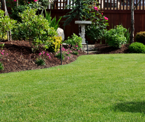 🌾 Refaire une pelouse sans glyphosate