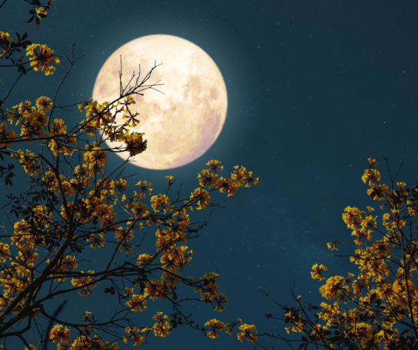 🌓 La lune au jardin ❗